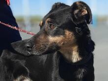 YAKI, Hund, Mischlingshund in Spanien - Bild 3