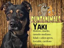 YAKI, Hund, Mischlingshund in Spanien - Bild 4