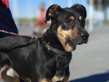 YAKI, Hund, Mischlingshund in Spanien - Bild 5