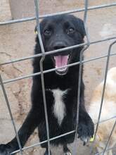 PAULA, Hund, Mischlingshund in Rumänien - Bild 2