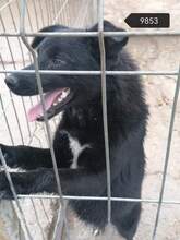 PAULA, Hund, Mischlingshund in Rumänien - Bild 3
