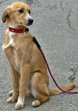 BABSI, Hund, Mischlingshund in Griechenland - Bild 3