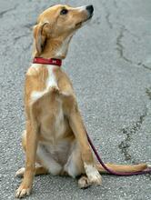 BABSI, Hund, Mischlingshund in Griechenland - Bild 4