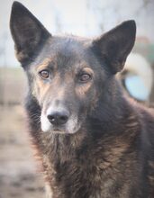 DOREL, Hund, Mischlingshund in Nürnberg