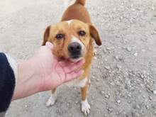 CAMOMILLE, Hund, Mischlingshund in Rumänien - Bild 1