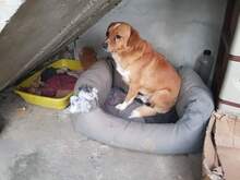 CAMOMILLE, Hund, Mischlingshund in Rumänien - Bild 2
