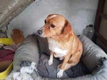 CAMOMILLE, Hund, Mischlingshund in Rumänien - Bild 3