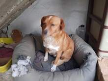 CAMOMILLE, Hund, Mischlingshund in Rumänien - Bild 4