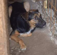 SIDNEY, Hund, Mischlingshund in Rumänien - Bild 1