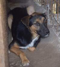 SIDNEY, Hund, Mischlingshund in Rumänien - Bild 2