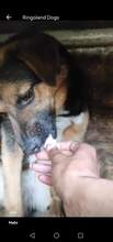 SIDNEY, Hund, Mischlingshund in Rumänien - Bild 3