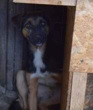 SIDNEY, Hund, Mischlingshund in Rumänien - Bild 4
