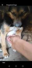SIDNEY, Hund, Mischlingshund in Rumänien - Bild 6