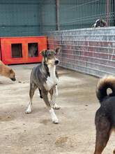 BALOU, Hund, Mischlingshund in Rumänien - Bild 2