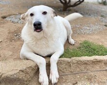 SNOWWHITE, Hund, Mischlingshund in Griechenland - Bild 1