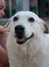 SNOWWHITE, Hund, Mischlingshund in Griechenland - Bild 2