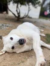 SNOWWHITE, Hund, Mischlingshund in Griechenland - Bild 3