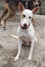 SHEIN, Hund, Mischlingshund in Spanien - Bild 1