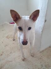 SHEIN, Hund, Mischlingshund in Spanien - Bild 10