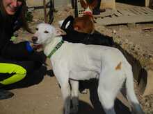 SHEIN, Hund, Mischlingshund in Spanien - Bild 12
