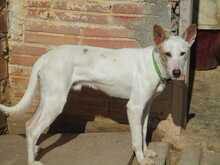 SHEIN, Hund, Mischlingshund in Spanien - Bild 19