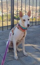 SHEIN, Hund, Mischlingshund in Spanien - Bild 2