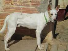 SHEIN, Hund, Mischlingshund in Spanien - Bild 21