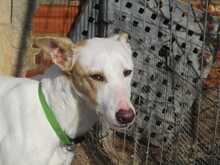 SHEIN, Hund, Mischlingshund in Spanien - Bild 23