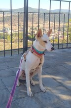 SHEIN, Hund, Mischlingshund in Spanien - Bild 4