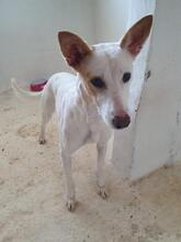 SHEIN, Hund, Mischlingshund in Spanien - Bild 9