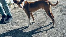 BAILEY, Hund, Podenco-Mix in Spanien - Bild 5
