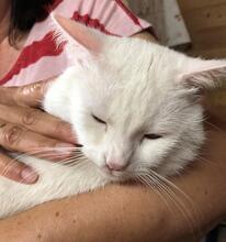 BIANCHINO, Katze, Europäisch Kurzhaar in Italien