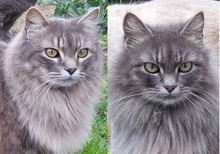 GRIGIETTO, Katze, Langhaarkatze-Mix in Italien