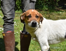 KAMYLL, Hund, Mischlingshund in Italien - Bild 10