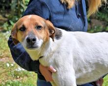 KAMYLL, Hund, Mischlingshund in Italien - Bild 2