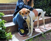 KAMYLL, Hund, Mischlingshund in Italien - Bild 6