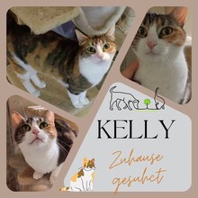 KELLY, Katze, Europäisch Kurzhaar in Bulgarien - Bild 13