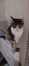 KELLY, Katze, Europäisch Kurzhaar in Bulgarien - Bild 4