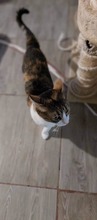KELLY, Katze, Europäisch Kurzhaar in Bulgarien - Bild 6