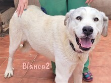 BLANCA2, Hund, Mischlingshund in Spanien - Bild 1