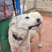 BLANCA2, Hund, Mischlingshund in Spanien - Bild 10