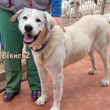 BLANCA2, Hund, Mischlingshund in Spanien - Bild 11