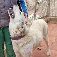 BLANCA2, Hund, Mischlingshund in Spanien - Bild 2