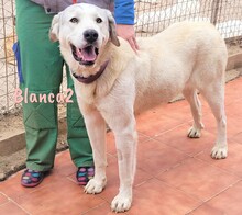 BLANCA2, Hund, Mischlingshund in Spanien - Bild 3