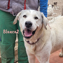 BLANCA2, Hund, Mischlingshund in Spanien - Bild 4