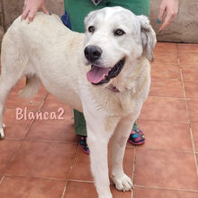 BLANCA2, Hund, Mischlingshund in Spanien - Bild 5