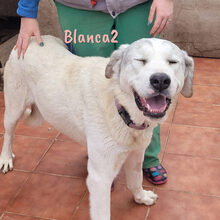 BLANCA2, Hund, Mischlingshund in Spanien - Bild 6