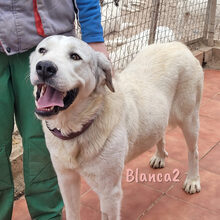 BLANCA2, Hund, Mischlingshund in Spanien - Bild 7