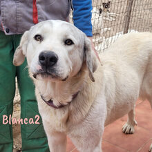 BLANCA2, Hund, Mischlingshund in Spanien - Bild 8