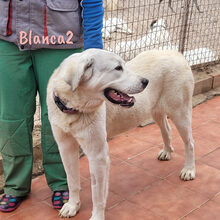 BLANCA2, Hund, Mischlingshund in Spanien - Bild 9